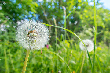 Image showing Dandelion flowers with seeds