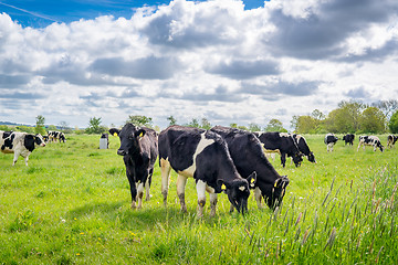 Image showing Holstein-Frieser cows on a meadow