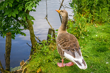 Image showing Goose standing near water