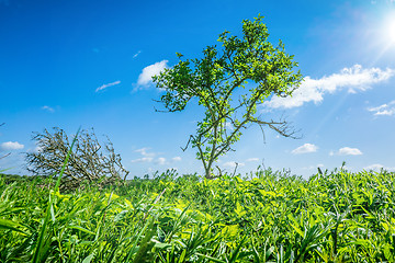 Image showing Green tree in grass