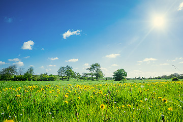 Image showing Countryside field with dandelions