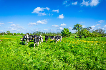 Image showing Cows on a green field