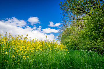 Image showing Canola on a green meadow