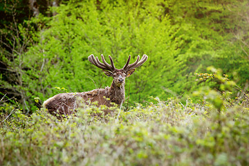 Image showing Deer in the morning