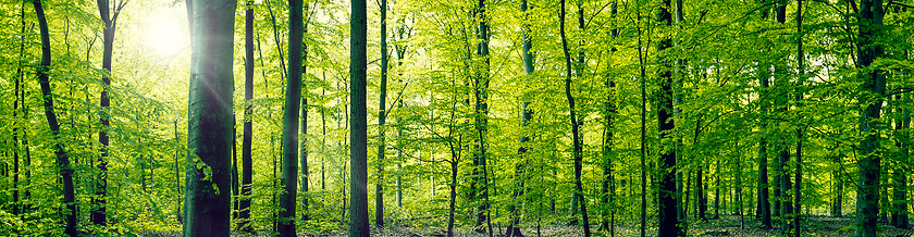 Image showing Beech forest panorama landscape