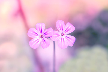 Image showing Wildflowers in violet color