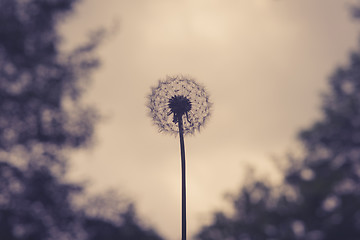 Image showing Dandelion on violet background