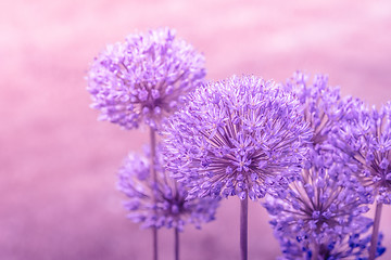 Image showing Allium Giganteum in pink colors