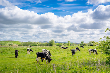 Image showing Cows grazing in the summertime