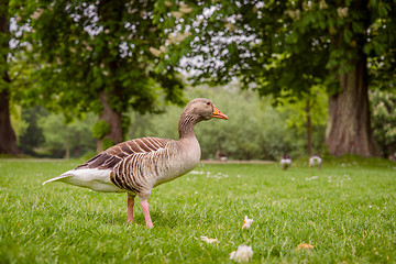 Image showing Goose in a green park