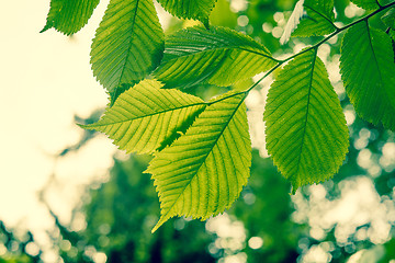 Image showing Beech tree with green leaves