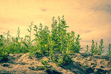 Image showing Thistles in dry sand