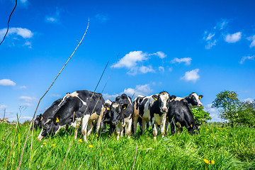 Image showing Cows in the summertime