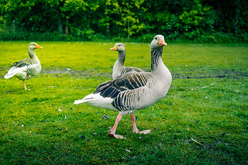 Image showing Grey geese on a green lawn