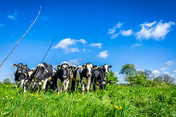 Image showing Cows grazing on a field