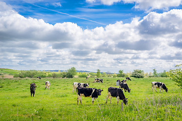 Image showing Holstein-Frieser cows on a field