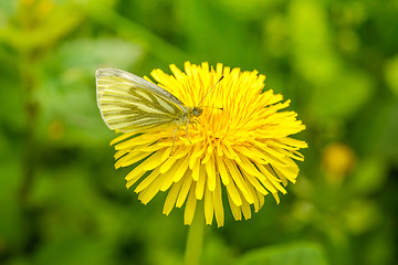 Image showing Pieris Rapae on a danedelion