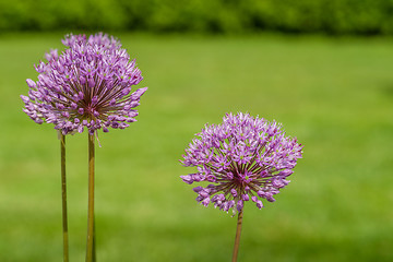 Image showing Allium Giganteum in a garden