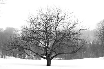 Image showing Apple tree in winter