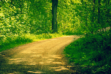 Image showing Road in a forest at springtime