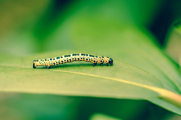 Image showing Erannis defoliaria caterpillar on a leaf