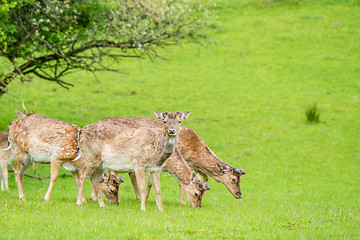 Image showing Deer herd on green grass