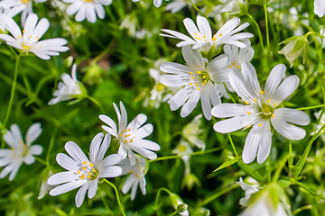 Image showing Wildflowers in the nature