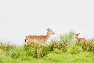 Image showing Two deers on a green field