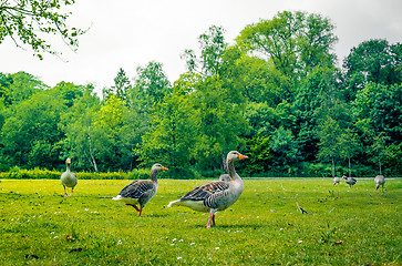 Image showing Geese standing in a park