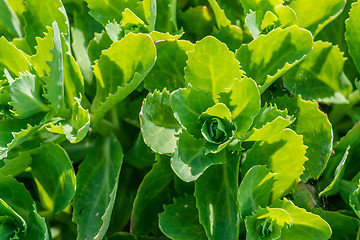 Image showing Close-up of green cabbage