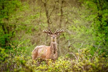 Image showing Deer in a forest