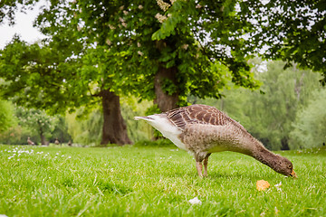 Image showing Young goose looking for food