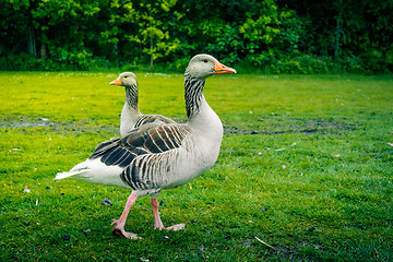 Image showing Two wild geese on grass