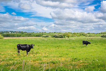 Image showing Two cows on a green field