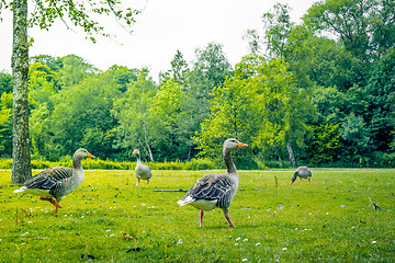 Image showing Geese in green nature