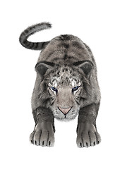 Image showing White Tiger