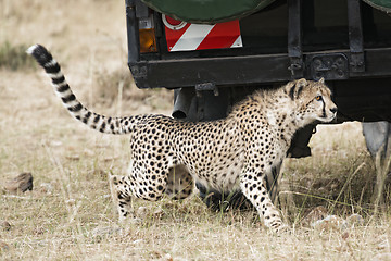 Image showing close encounter with wild cheetah