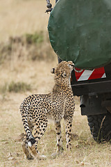 Image showing close encounter with wild cheetah