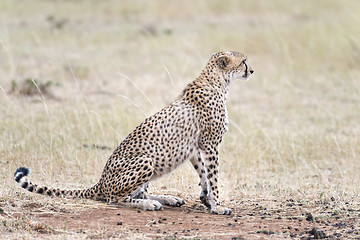 Image showing African cheetah