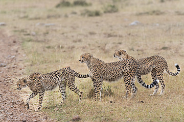 Image showing group of cheetahs crossing country road