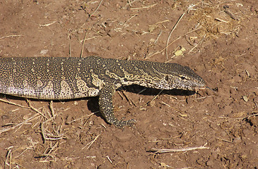 Image showing nile monitor in Botswana