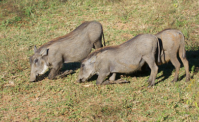 Image showing warthogs in Africa