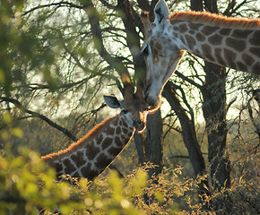 Image showing giraffe in Botswana