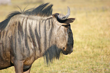 Image showing wildebeest in Botswana