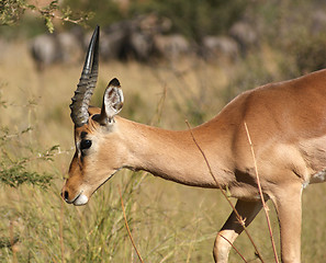 Image showing Antelope in Botswana