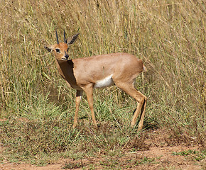 Image showing Antelope in Botswana