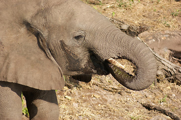 Image showing elephant in Botswana