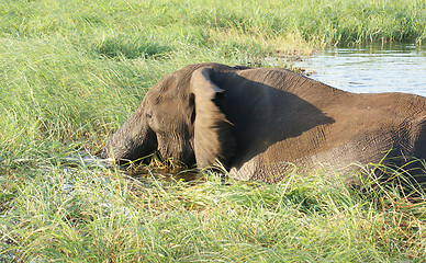 Image showing elephant in Botswana