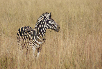 Image showing Zeba in the savanna