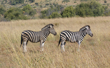 Image showing Zebas in the savanna